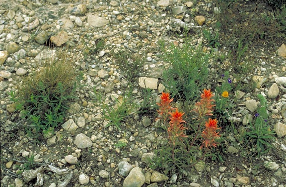 Prairie кисті рослина, цвітіння, скелі