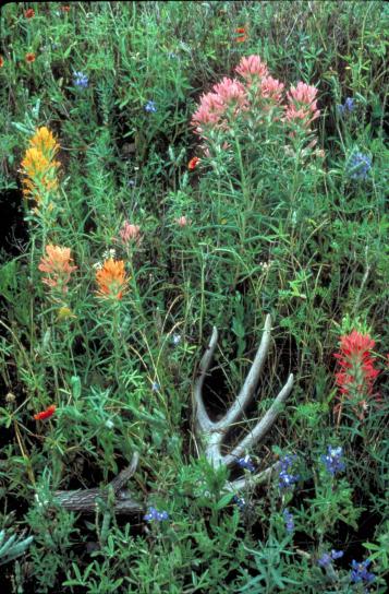 Prairie, ecset, növény, virágzás, castilleja, purpurea