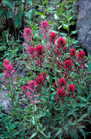 Wyoming, boya fırçası, castilleja, linariifolia, parlak, renkli çiçek, kayalar
