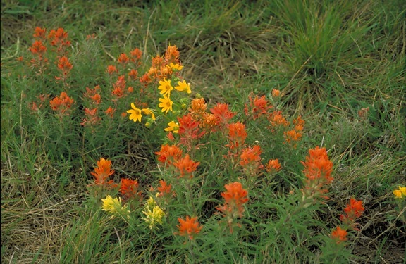 yellow, orange, prairie, paintbrush, flowers, castilleja, purpurea