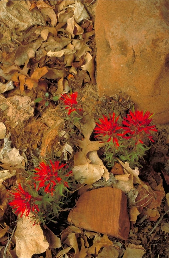 paintbrush, plant, castilleja scabrida, red leaf, flowers, rocks, leaves