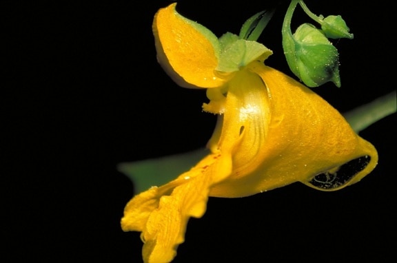 flor de jewelweed, amarelo pálido,