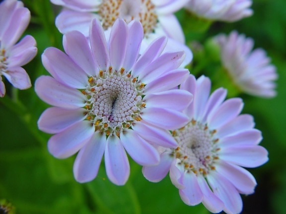 pale, purple flowers