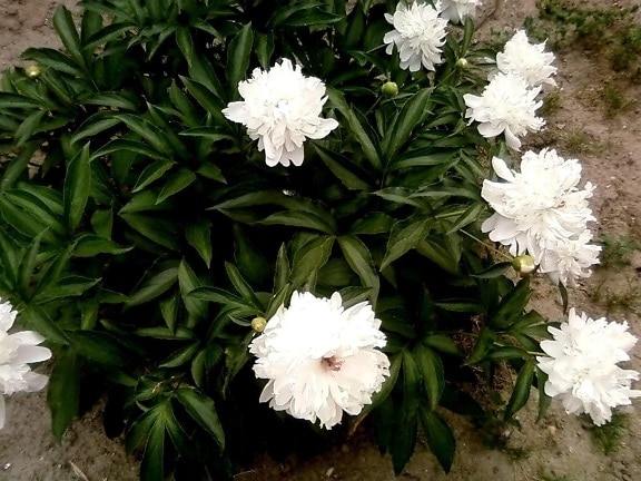 gyönyörű, bazsarózsa, fehér virágok