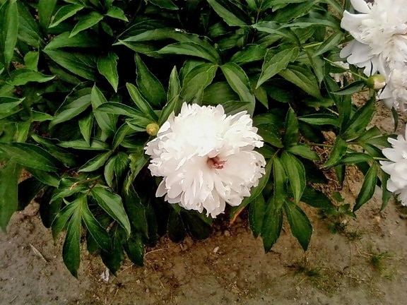 grande, branca, peônia, flor, foto