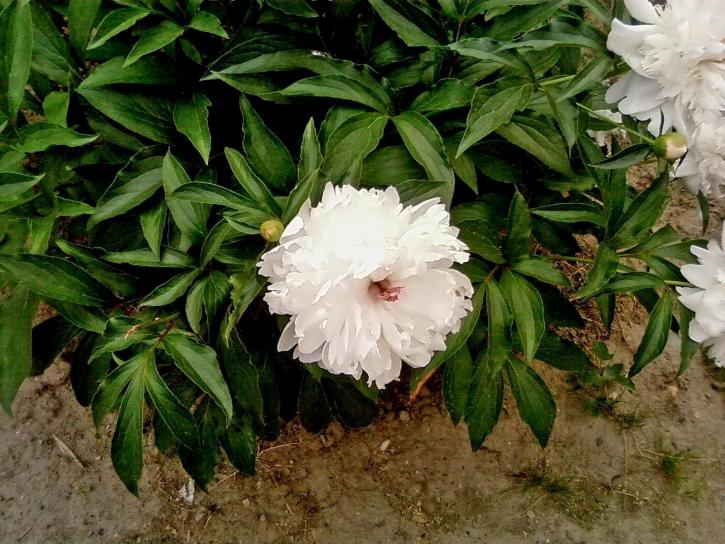 veliki, bijeli božur, cvijet, fotografija