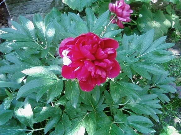 peônia flor, vermelho,