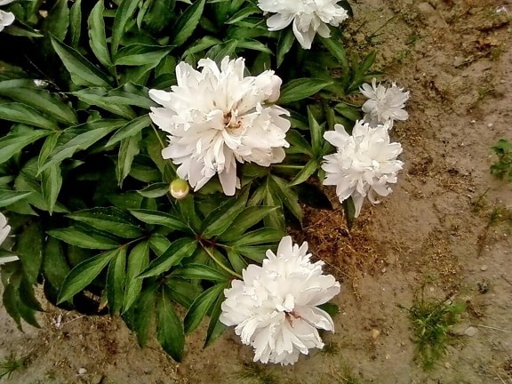 white, peony, flower