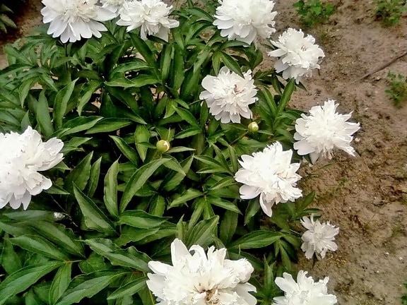 fehér, bazsarózsa, virágok