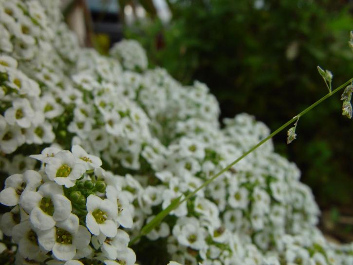 perspektywa, małe, białe kwiaty