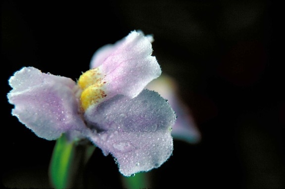 picture, small, blue, winged, monkey, flower, mimulus, alatus