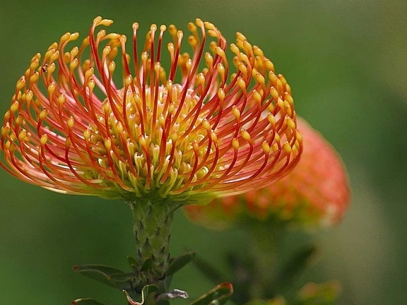 pincushion, protea