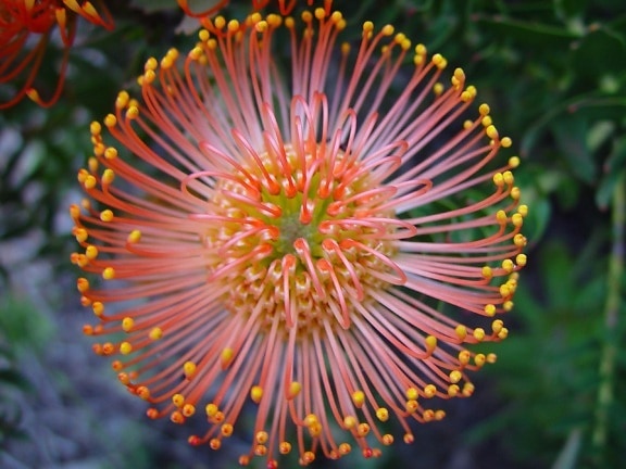 Pinjarra, protea, květ