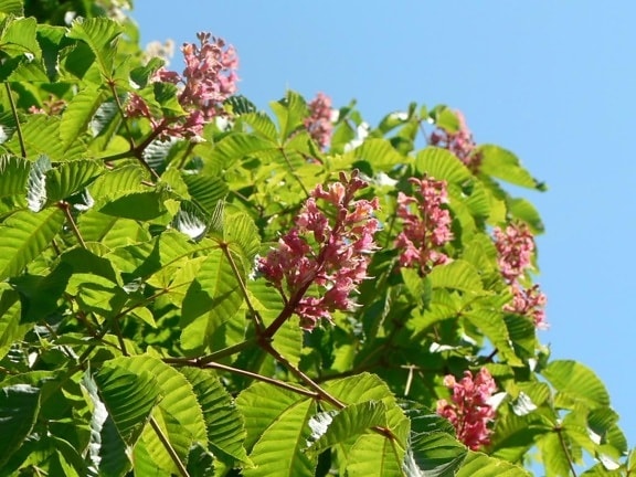 pink, chestnut, tree, flowers