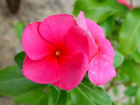 fiore rosa