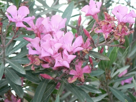 flori roz, bush
