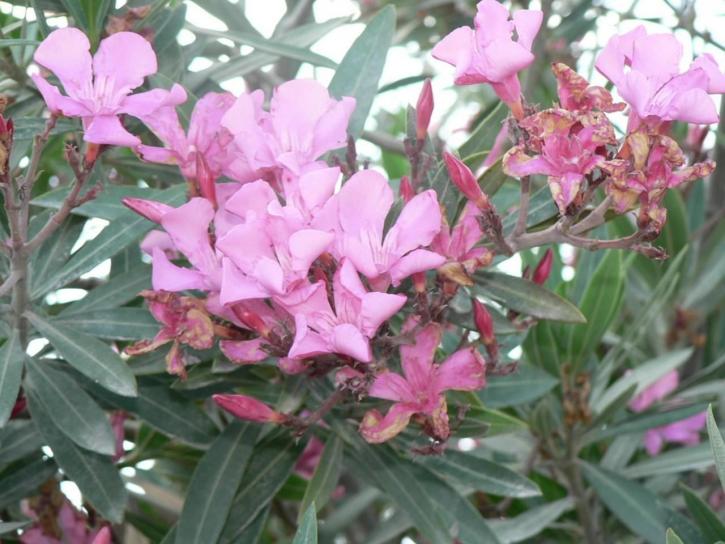 Pink bunga, bush