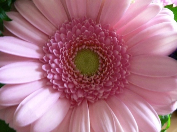 pink flower, up-close, big, flower