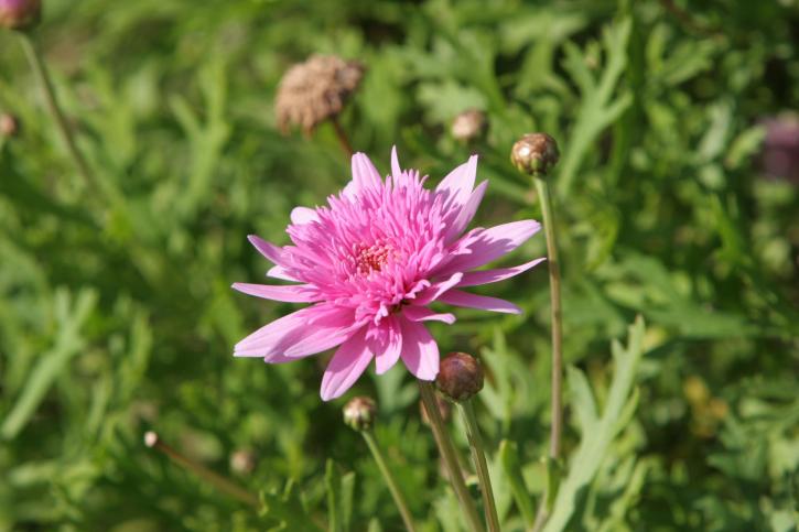 pink flower, green, background