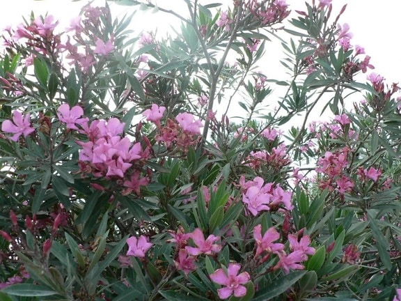 pink flowers, garden