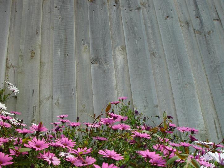pink flowers, grey, fence