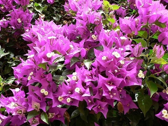 pink flowers, bush