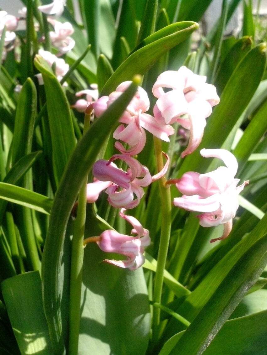 Free Picture: Pink Flowers, Grass, Wildness, Flowers