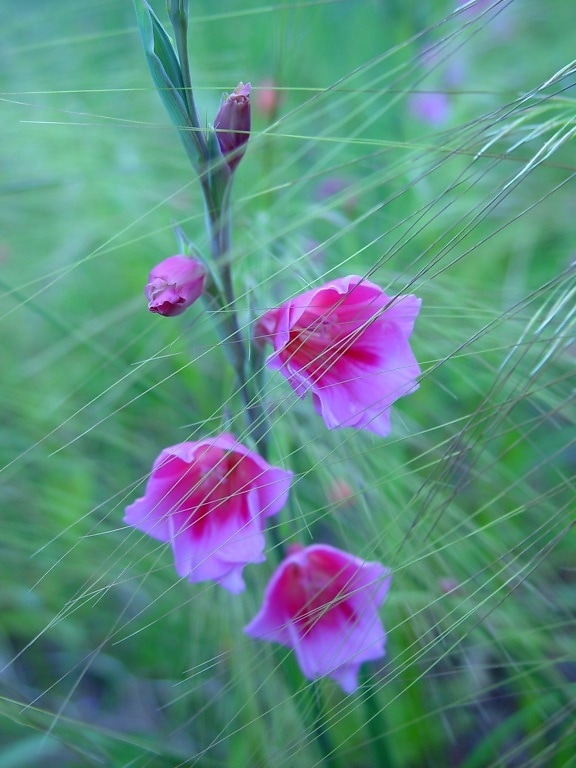pink flowers, watsonia, grass