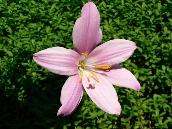 สีชมพู ดอกไม้ สวน พุ่มไม้