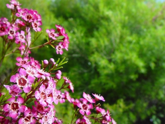 pink, geraldton, flower