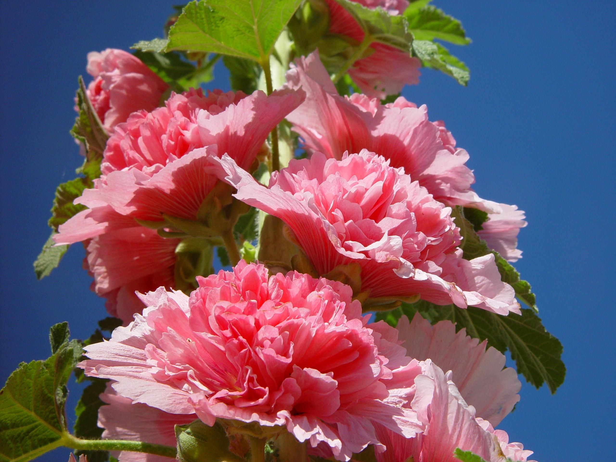 Free picture: pink, hollyhocks, reach, sky
