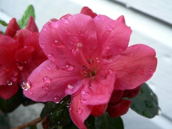 roze, Japans, rhododendron, azalea en japonicum