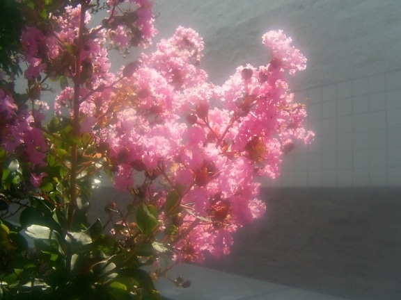 roze lagerstroemia floers, mirte, bloemen, zonlicht