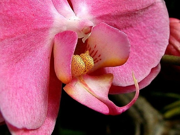 pink, orchids, plants, flowers