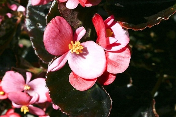ดอกไม้สีชมพู สีม่วง
