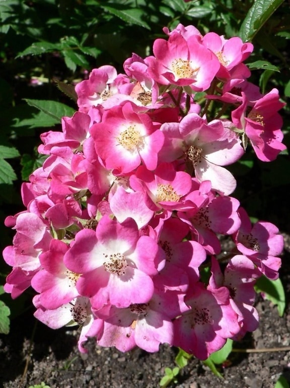 rosa blomster, nært hold, vakre kronbladene