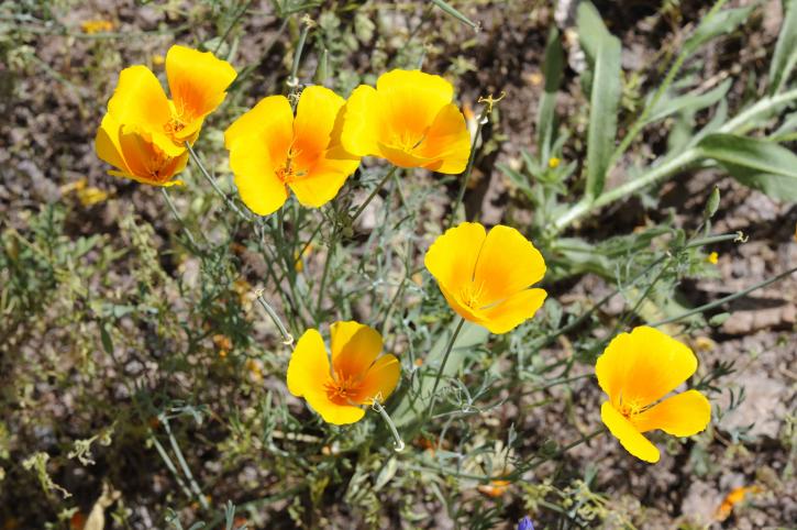 up-close, image, mexican, golden, poppy