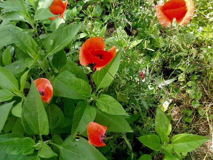 up-close, red, wild, poppy, flowers