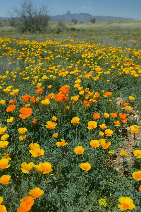field, flowers, mexican, poppies