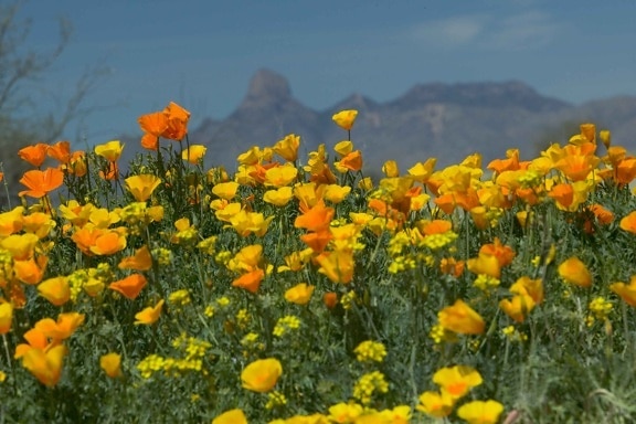 mexican, poppies, mountains