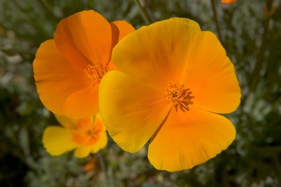 mexican, poppies, flower