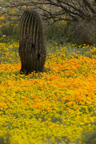 messicani, papaveri, fiori, cactus, deserto, piante