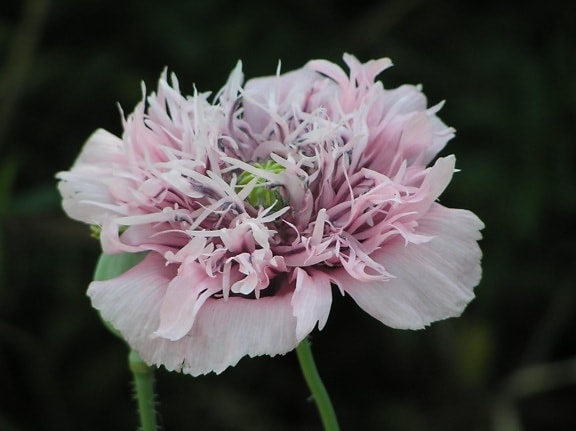 opium, pavot, fleur