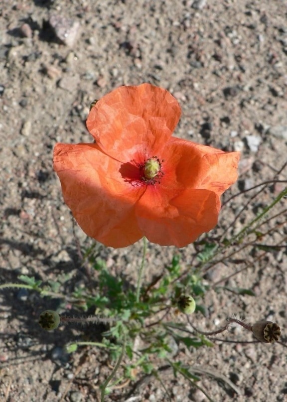 bunga opium, Orange,