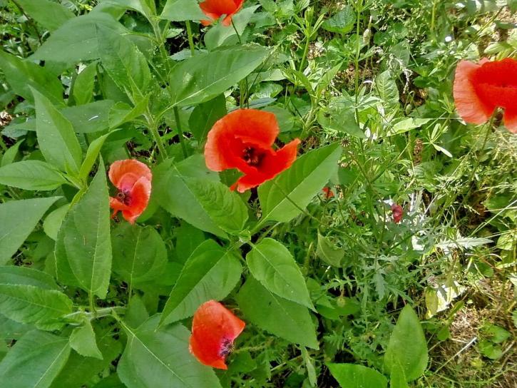 red, poppy, flower, grass