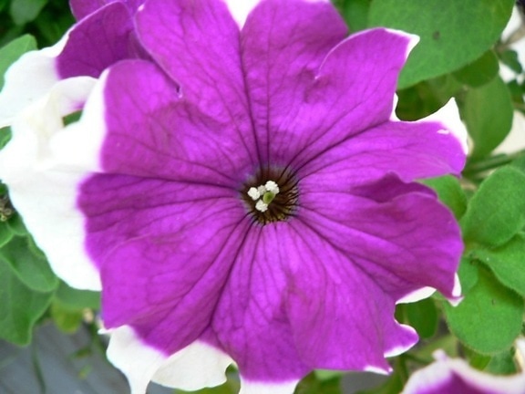 紫色, 白色的花, 草