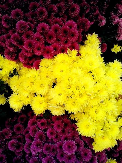 fioletowe, żółte kwiaty, układ