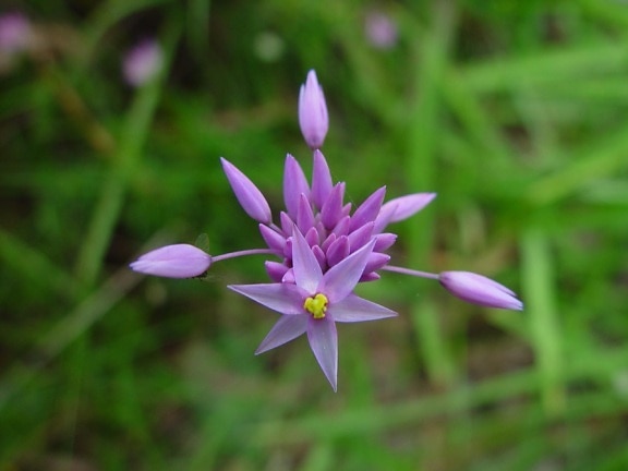 purple, yellow, native, flower