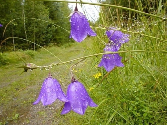 purple, bells