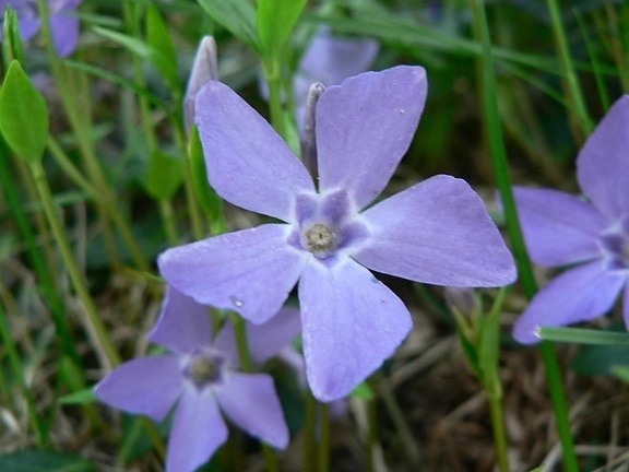 púrpura, flor azul